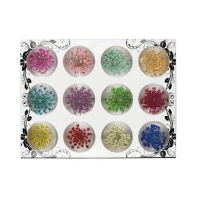 12 Colors Dried Flower TGF23